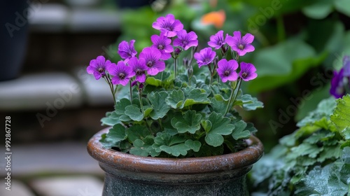 Pelargonium capitatum, rose geranium, blooms with purple flowers in October.