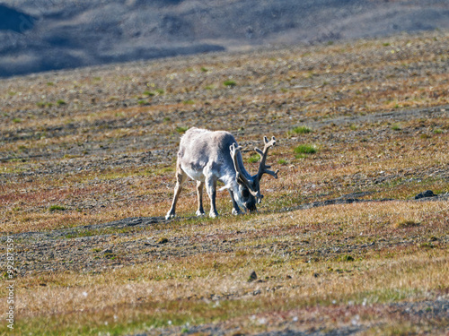 Svalbard Reindeer, Kapp Waldburg, Barentsøya, Spitsbergen, Svalbard photo