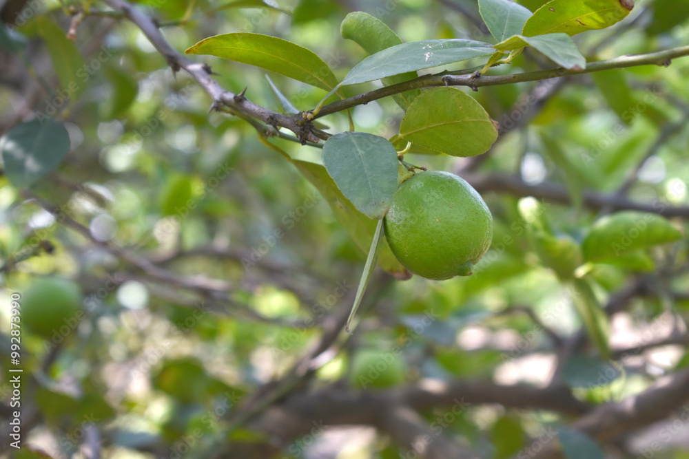 fresh lemon on plant closeup, Close-up Lemon fruit hanging on tree, photo of fresh lemons plants, Bunch of fresh ripe lemons on a lemon tree branch, Ripe fresh lemon hangs on tree branch in sunshine. fresh lemon on plant closeup, Close-up Lemon fruit hanging on tree, photo of fresh lemons plants, Bunch of fresh ripe lemons on a lemon tree branch, Ripe fresh lemon hangs on tree branch in sunshine.