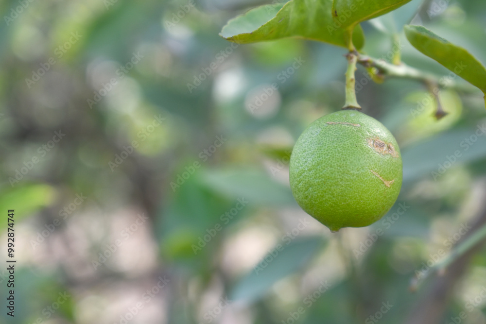 fresh lemon on plant closeup, Close-up Lemon fruit hanging on tree, photo of fresh lemons plants, Bunch of fresh ripe lemons on a lemon tree branch, Ripe fresh lemon hangs on tree branch in sunshine. 