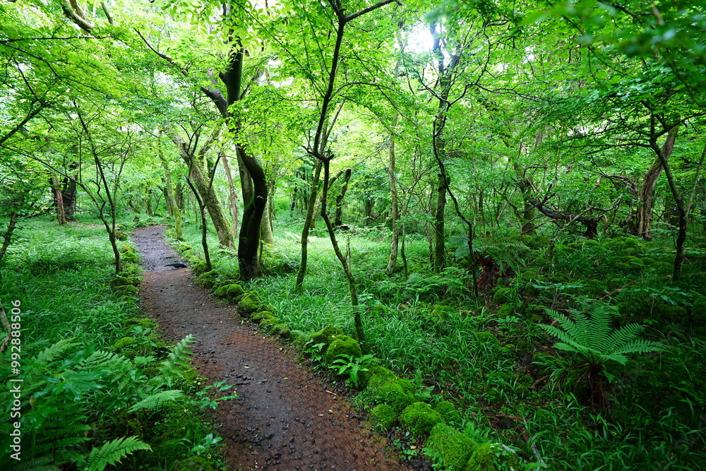 fresh ferns and mossy old trees in spring forest fresh ferns and mossy old trees in spring forest