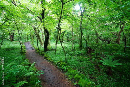 fresh ferns and mossy old trees in spring forest