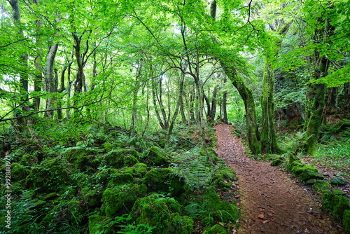 mossy rocks and mossy old trees in spring forest