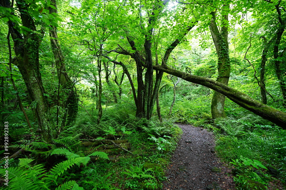 mossy old trees and path in spring forest mossy old trees and path in spring forest
