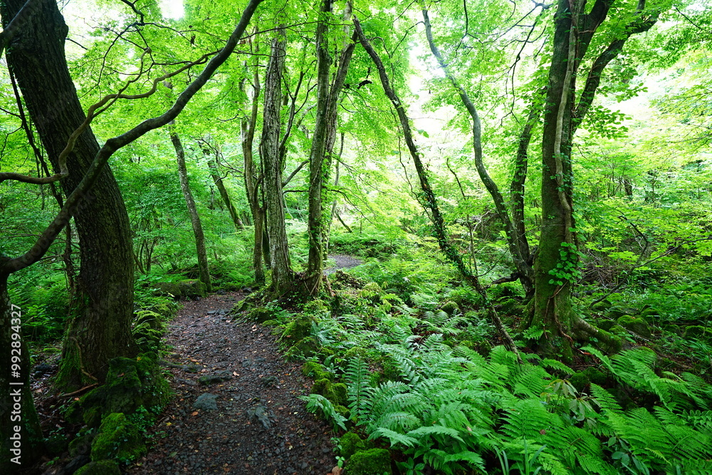 mossy old trees and path in spring forest mossy old trees and path in spring forest