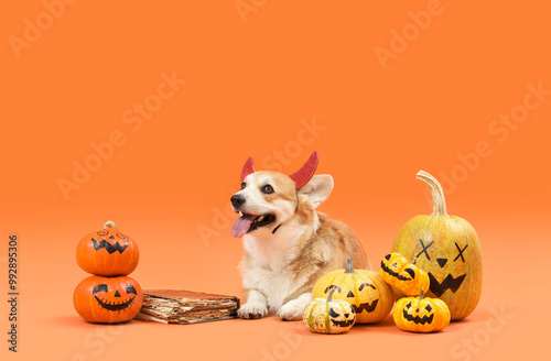 Adorable corgi dog in devil...
