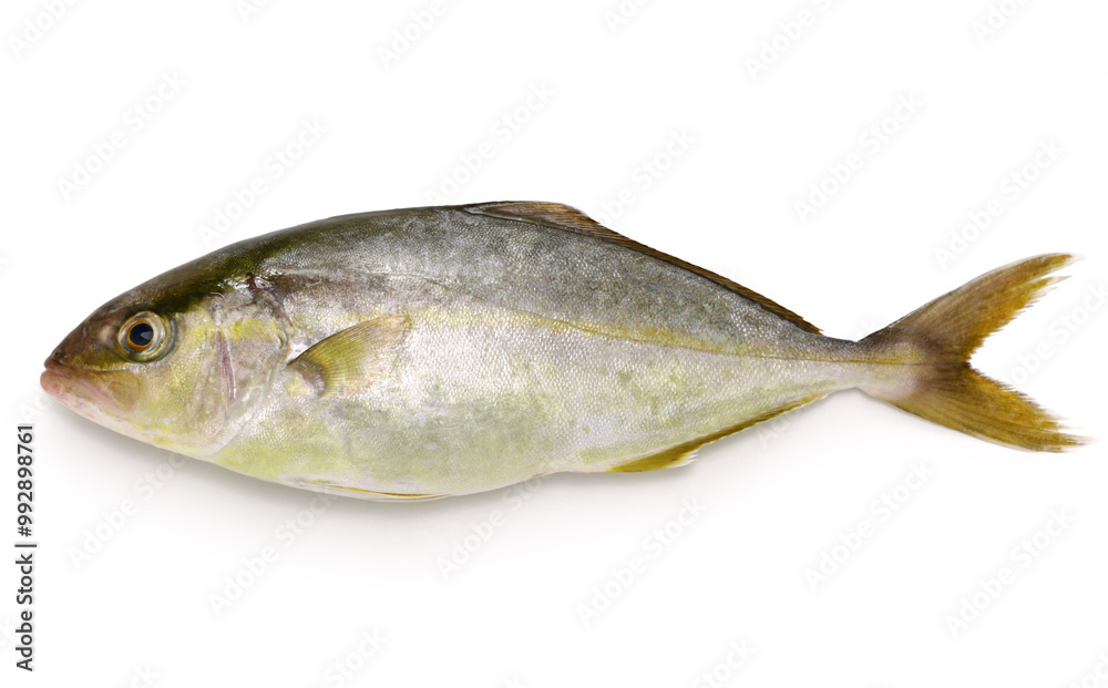 greater amberjack (kanpachi), Japanese cuisine ingredient greater amberjack (kanpachi), Japanese cuisine ingredient