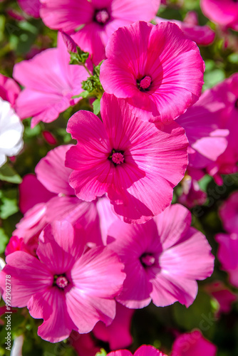 Pink lavater flowers on a green natural background
