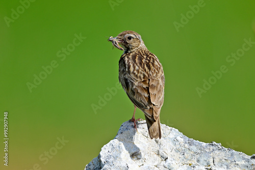 Heidelerche (Lullula arborea) mit Grashüpfer im Schnabel // Woodlark with grasshopper in its beak  photo