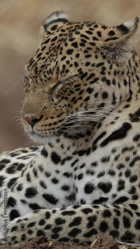 Vertical video - golden leopard relaxing on the ground Vertical video - golden leopard relaxing on the ground