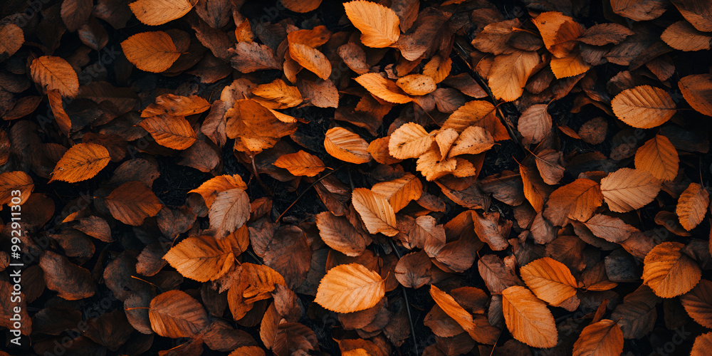 Autumn Leaves on Dark Background
Autumn Leaves on Dark Background
