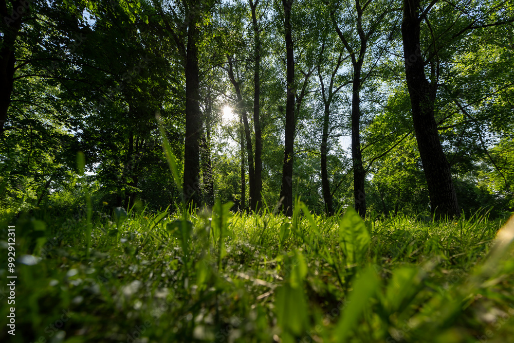 Fototapeta premium the sun shines through the green foliage of the trees in spring