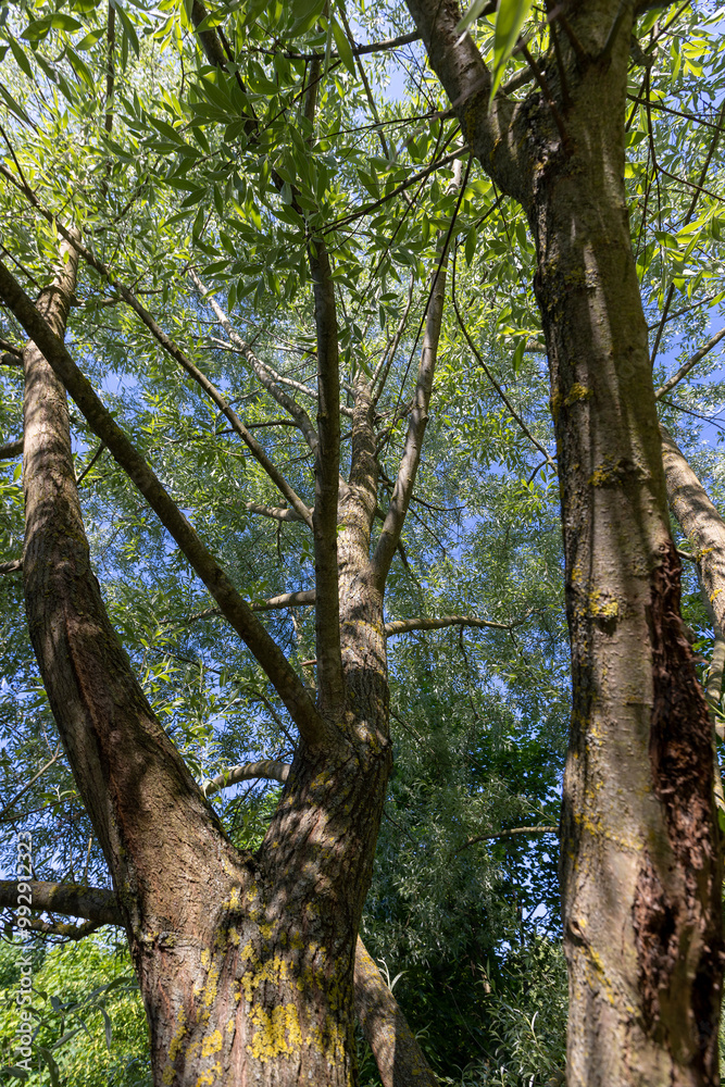 Fototapeta premium the green foliage of a willow tree in sunny weather