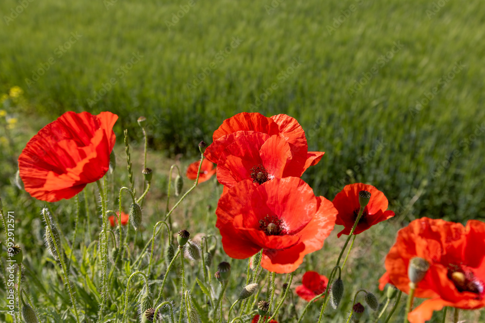 Obraz premium a large number of red poppies in the green grass