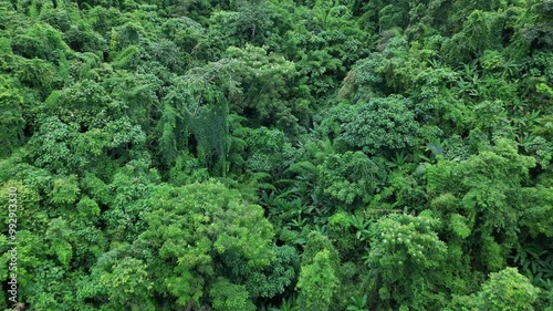 Wallpaper Mural Aerial drone shot over primary Jungle tropical rain forest in Nan, Thailand. Aerial view, moving over a rainforest tree canopy in a slow pace beautiful green nature background of a tropical forest.	 Torontodigital.ca