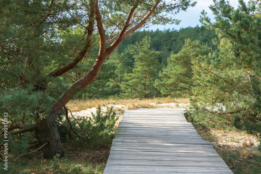 Wood path way among the trees of Curonian Spit . Wood path way among the trees of Curonian Spit .