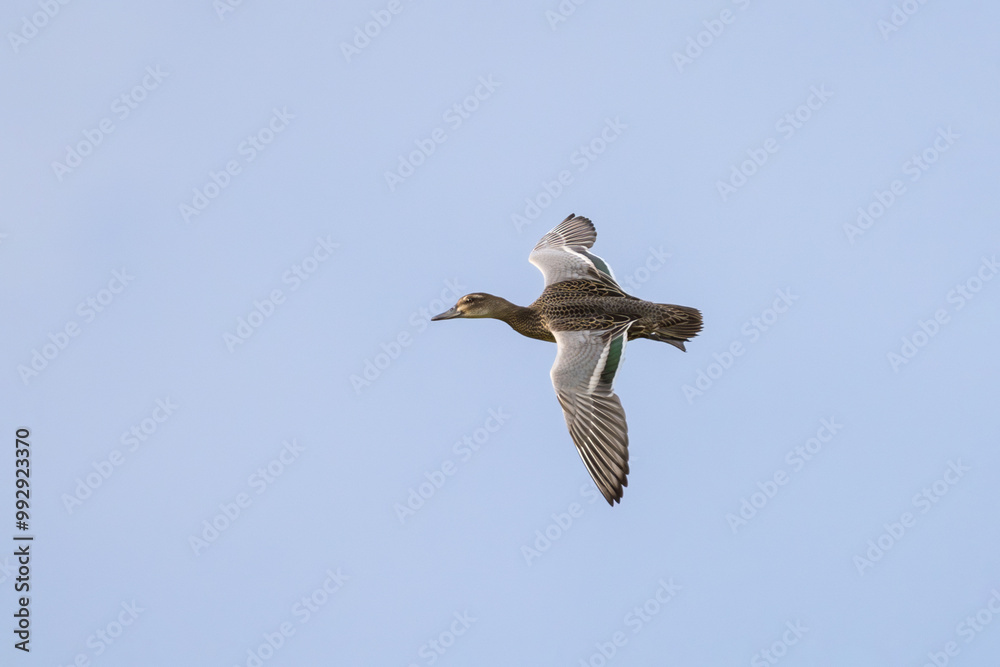 Obraz premium Garganey (Spatula querquedula) in flight. The garganey is a migratory secretive dabbling duck.