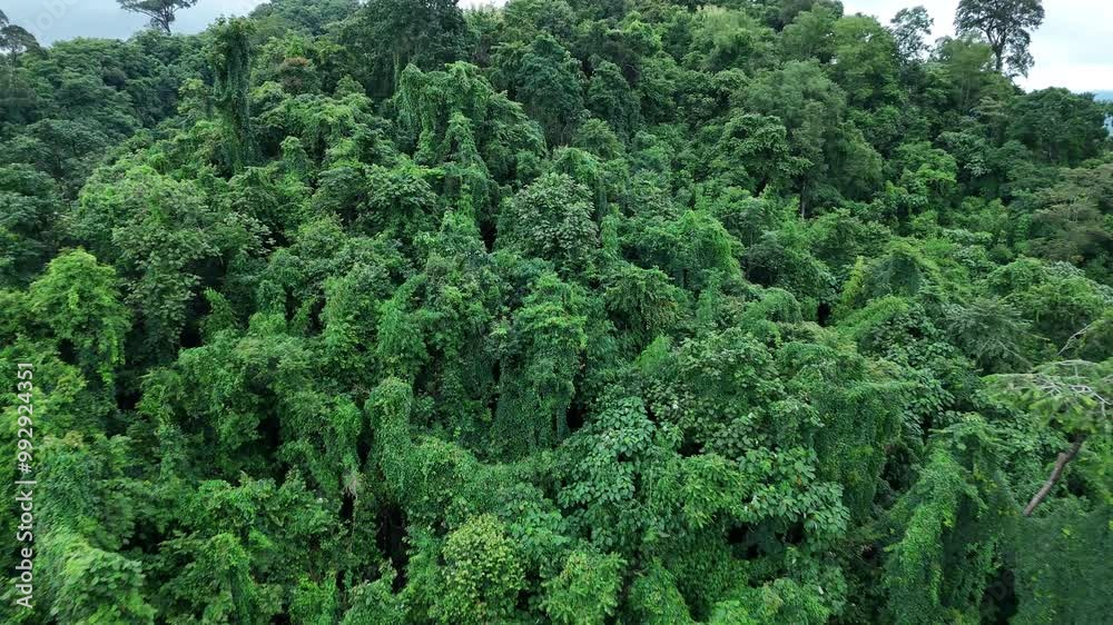 Aerial drone shot over primary Jungle tropical rain forest in Nan, Thailand. Aerial view, moving over a rainforest tree canopy in a slow pace beautiful green nature background of a tropical forest. Aerial drone shot over primary Jungle tropical rain forest in Nan, Thailand. Aerial view, moving over a rainforest tree canopy in a slow pace beautiful green nature background of a tropical forest.