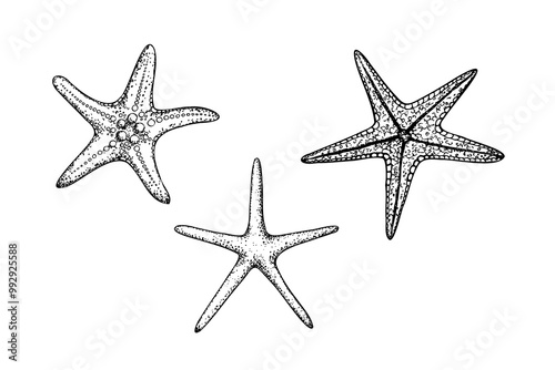 Vector starfish. Hand painted line sketch. Graphic tropical clip art isolated on background. Underwater illustration. For designers, invitations, decoratio