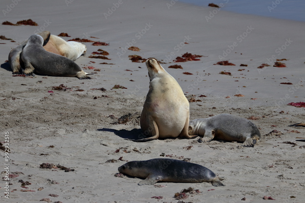 Fototapeta premium australian sea lion