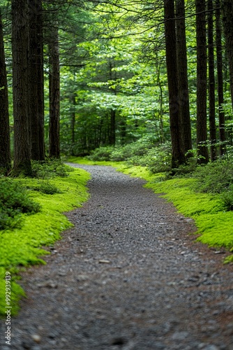 A Quiet Nature Trail Lined With Tall Trees And Soft Moss. The Serene Setting Promotes Mindfulness And Connection