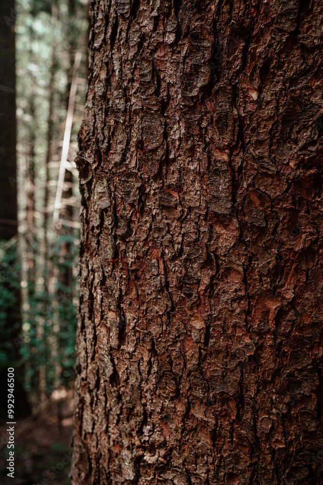 Detailed close-up of a textured tree trunk showcasing the natural beauty of the forest, highlighting rich brown hues and patterns in daylight Detailed close-up of a textured tree trunk showcasing the natural beauty of the forest, highlighting rich brown hues and patterns in daylight