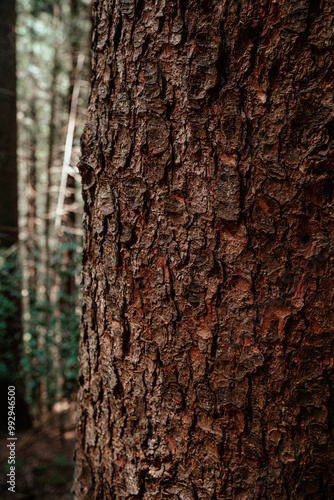 Detailed close-up of a textured tree trunk showcasing the natural beauty of the forest, highlighting rich brown hues and patterns in daylight