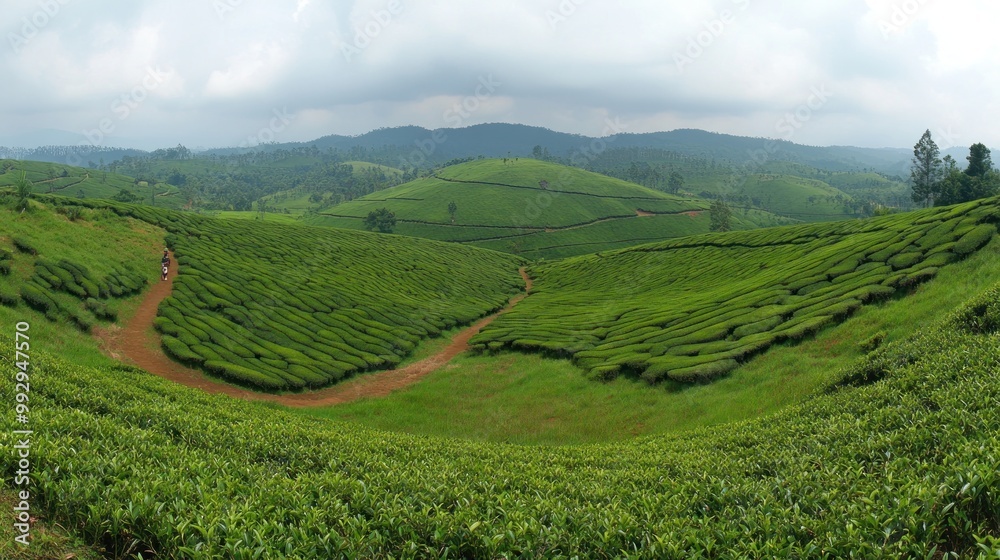 Fototapeta premium A panoramic view of lush green tea plantations on rolling hills under a cloudy sky.