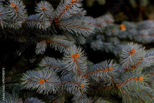 Close-up view of pine tree branches with vibrant orange cones during autumn season