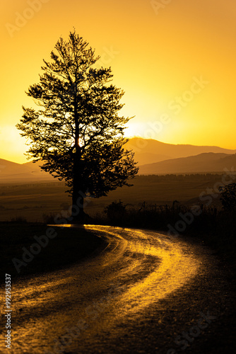 A tree against mountain background in the sunrise by the road