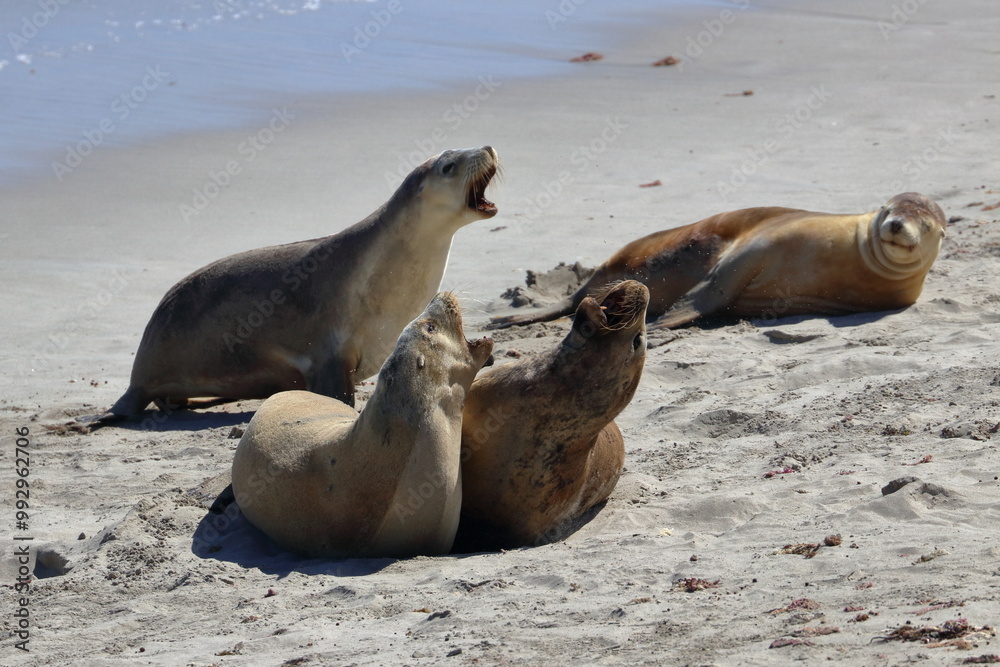 Fototapeta premium australian sea lion