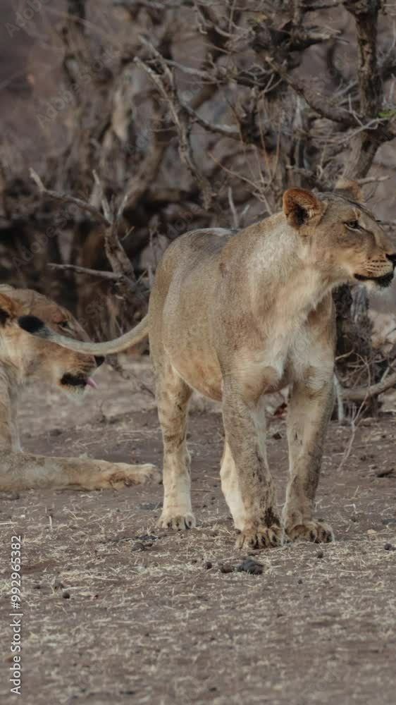 Vertical video -lionesses playing early in the morning. Vertical video -lionesses playing early in the morning.