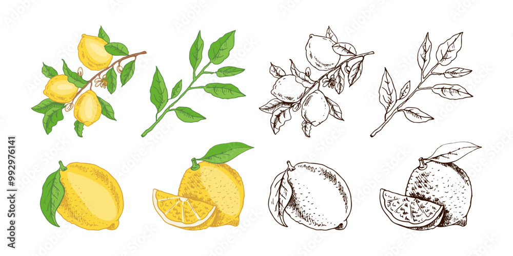 Fototapeta premium Hand drawn vector lemon sketch. Branch with lemon fruits, leaves and flowers. Сitrus. Vector illustration. Great for poster, menu or label.