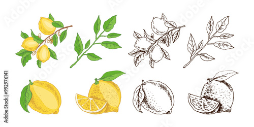 Hand drawn vector lemon sketch. Branch with lemon fruits, leaves and flowers.  Сitrus.  Vector illustration. Great for poster, menu or label.