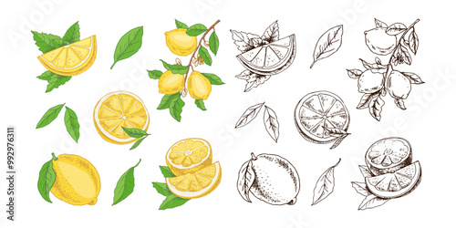 Vector hand drawn lemon set. Whole lemon, sliced pieces, half, leaf and branch sketch. Tropical  fruit engraved style illustration. Detailed citrus ink drawing.