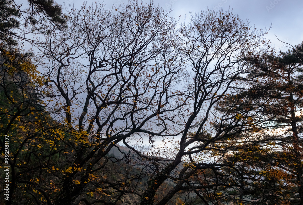 In a tranquil forest, leafless branches stretch against the backdrop of a cloudy sky, showcasing the transition of seasons in a serene natural setting. Bare branches of autumn trees silhouetted. In a tranquil forest, leafless branches stretch against the backdrop of a cloudy sky, showcasing the transition of seasons in a serene natural setting. Bare branches of autumn trees silhouetted.
