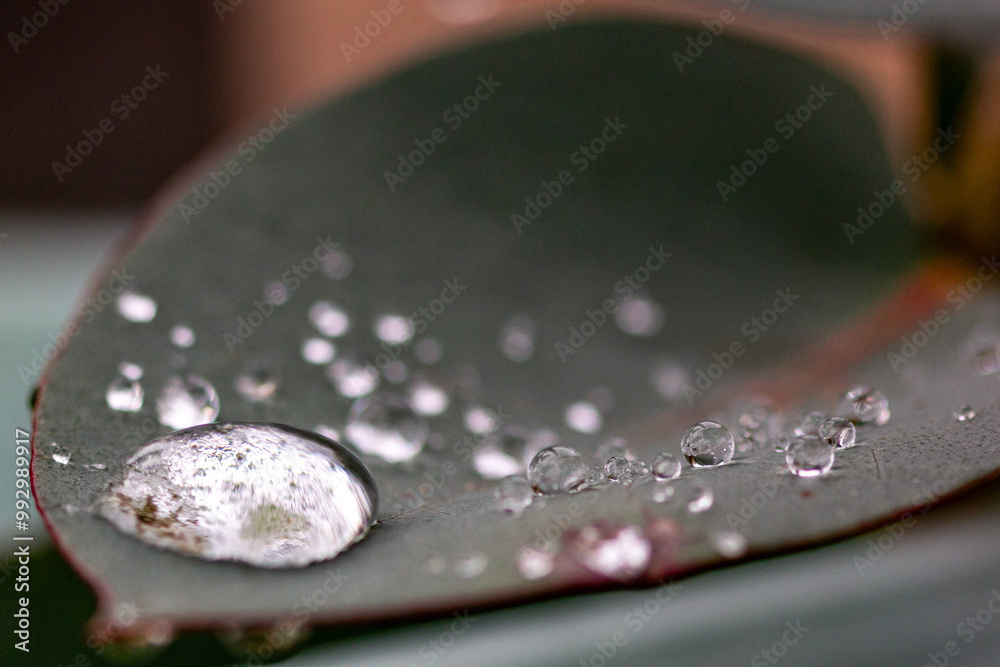 water drops on a leaf