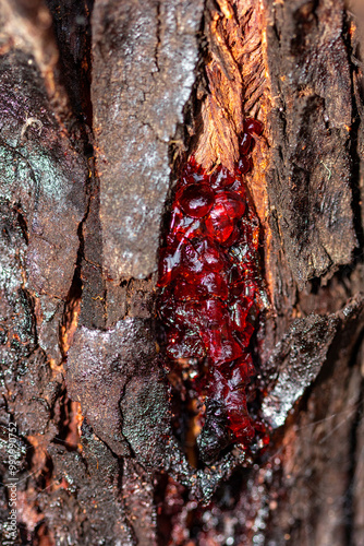 red sap