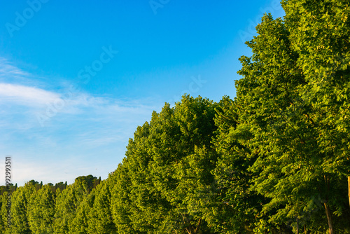 Trees and sky view. Carbon net zero concept image