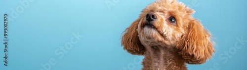 poodle with a contemplative expression, looking upwards in a studio setting with a soft, bluetoned background photo