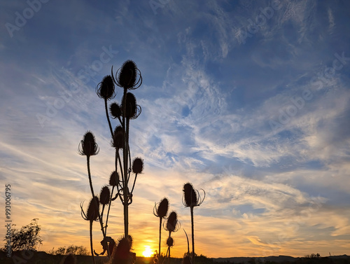 Teasel silhouettes against a beautiful evening's sunset sky