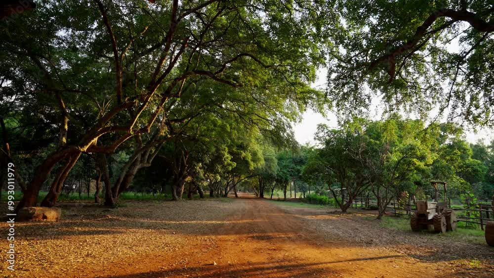 Peaceful Forest Road Leading Through a Shady Canopy of Trees, Serene Woodland Trail with Rustic Charm and Natural Beauty