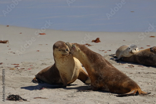 australian sea lion