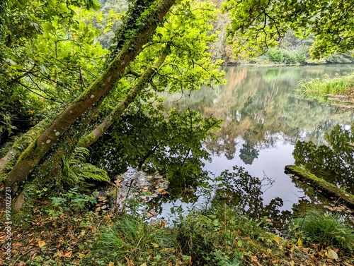 Moss, ferns and grass grow on the bank of a lake in Wexford, Ireland, with old trees reflecting in the still water