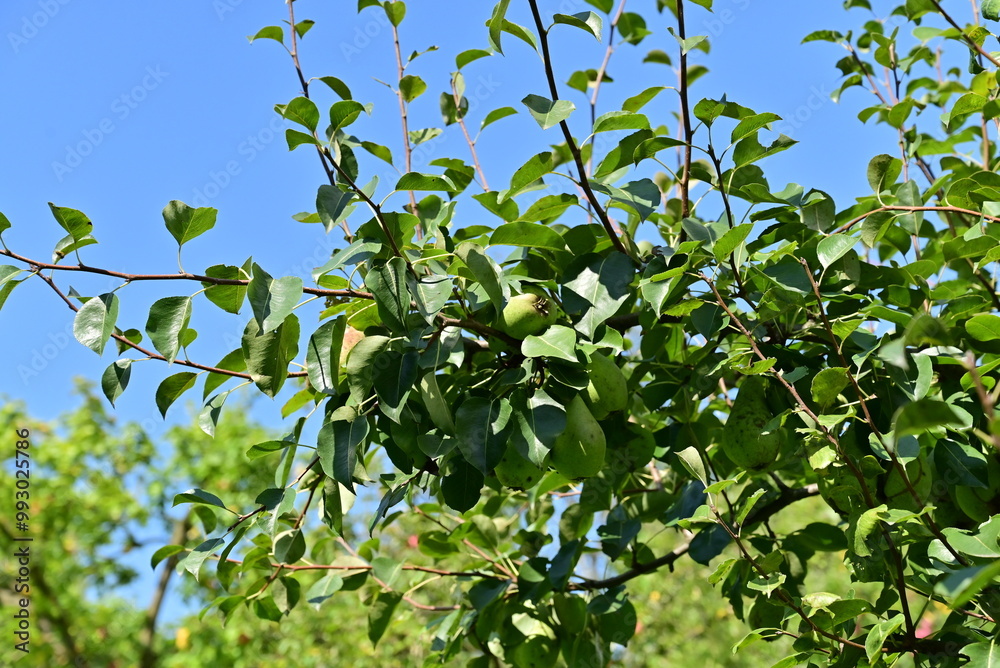 The fruit orchard is thriving with a bountiful harvest, as trees are filled with vibrant, ripe fruits, creating a picturesque scene of abundance and natural beauty. The fruit orchard is thriving with a bountiful harvest, as trees are filled with vibrant, ripe fruits, creating a picturesque scene of abundance and natural beauty.