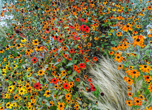 Meadow of colorful orange wildflowers covering a whole flowerbed