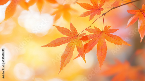 Close-up of vibrant orange-red maple leaves in autumn with soft sunlight filtering through the trees creating a warm and peaceful atmosphere.