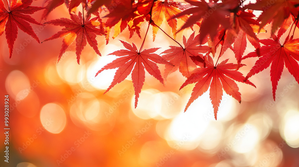 Close-up of vibrant orange-red maple leaves in autumn with soft sunlight filtering through the trees creating a warm and peaceful atmosphere. Close-up of vibrant orange-red maple leaves in autumn with soft sunlight filtering through the trees creating a warm and peaceful atmosphere.