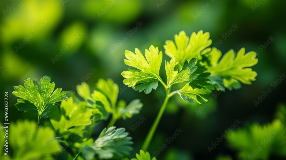 Close-up of Lush Green Parsley Leaves Illuminated by Sunlight, Nature ,Herbs Close-up of Lush Green Parsley Leaves Illuminated by Sunlight, Nature ,Herbs