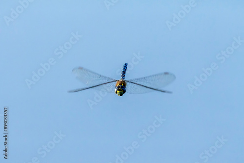 A Blue-green Mosaic Maiden Dragonfly